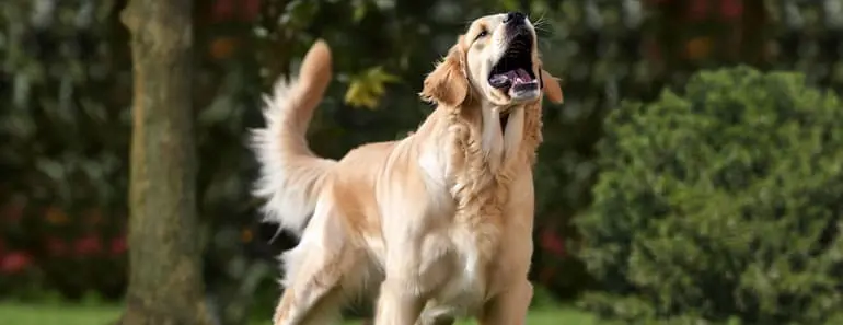 How to Teach Your Dog to Speak: A Barking Good Guide