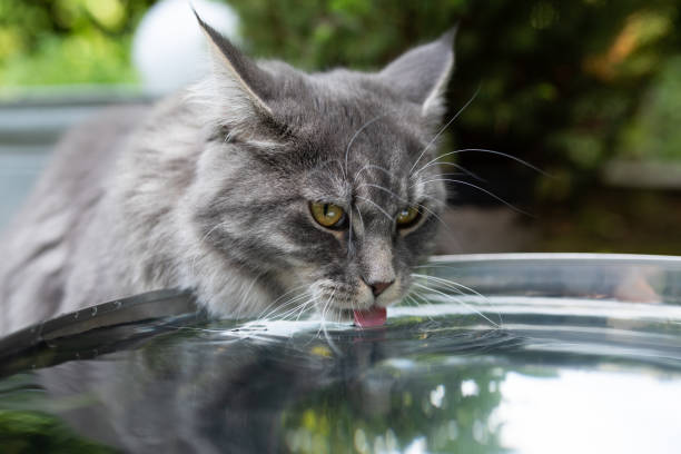 How to Keep Your Cat Hydrated: 5 Proven Methods