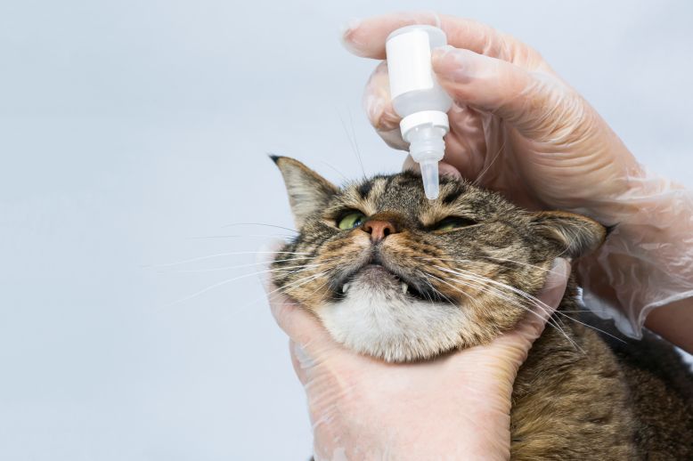 Can You Use Human Eyedrops on Cats?