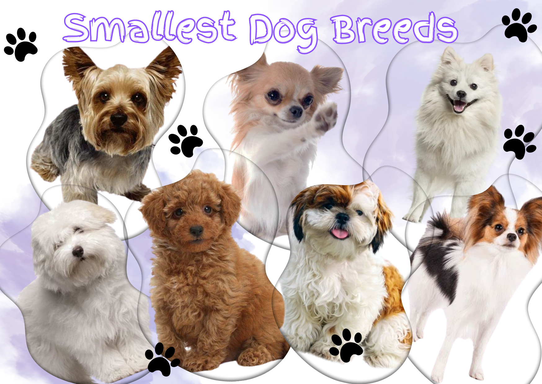 Tiny But Mighty: 7 Smallest Dog Breeds with Big Personalities