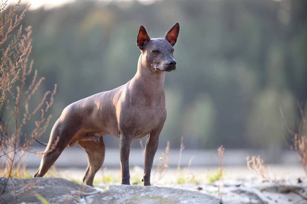 8 Hairless Dog Breeds with Barely-There Coats