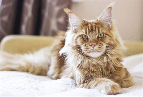 Exploring Cats with Long Ear Fur: A Guide to Feline Elegance