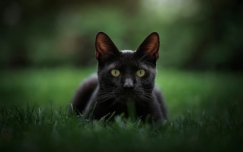Discover the Bombay Cat: A Black Beauty with a Big Heart