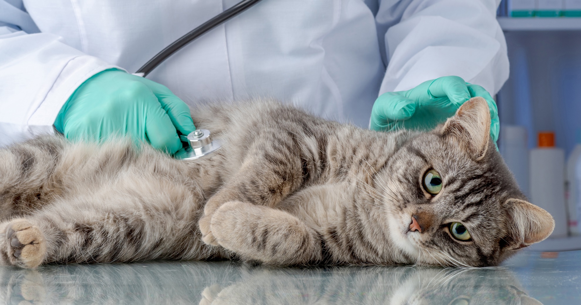 Understanding Common Types of Cancers in Cats