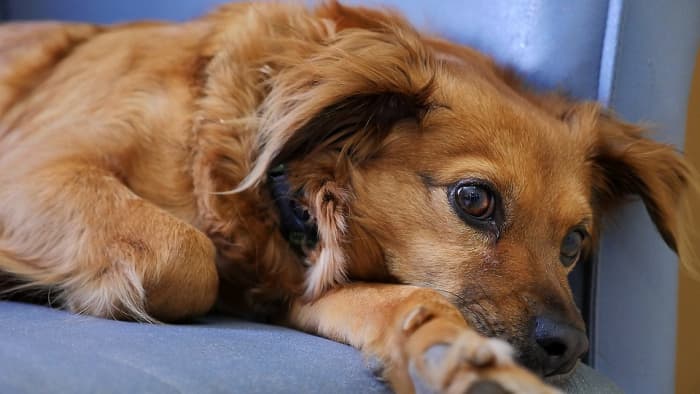 What Causes Seizures in Dogs? Identifying the Key Triggers