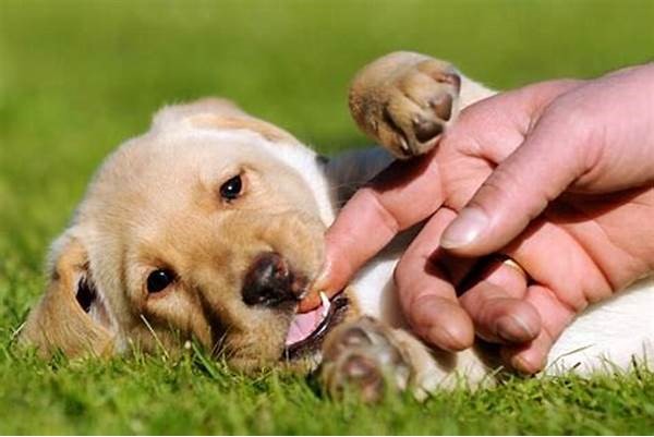 How to Get a Puppy to Stop Biting: A Comprehensive Guide