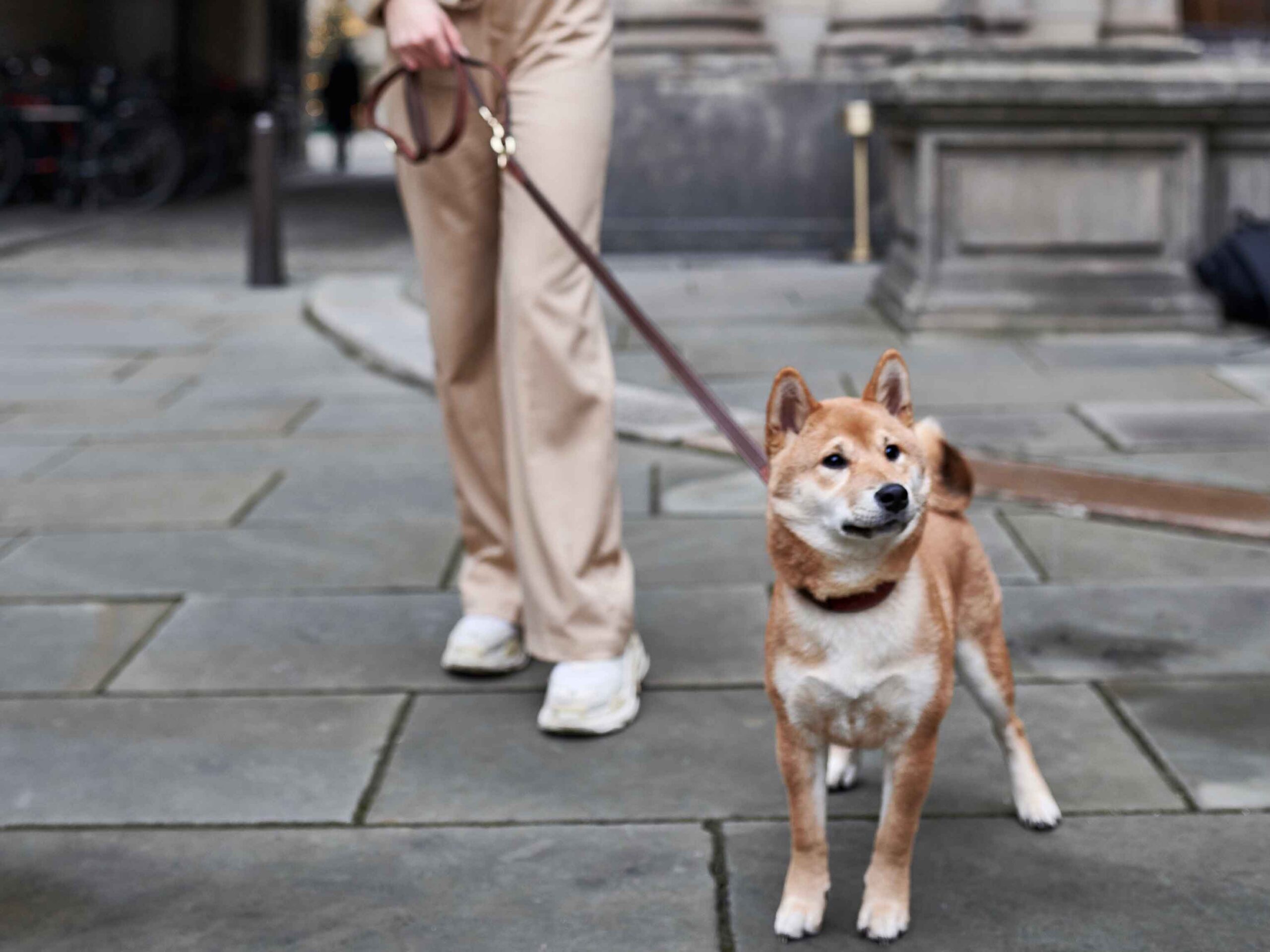 An adorable puppy sits on the sidewalk, looking hesitant, with a leash beside it, suggesting reluctance to go for a walk.