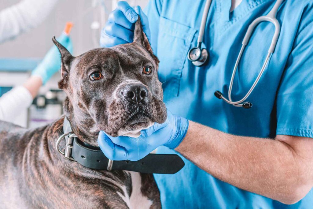 A close-up image of a dog's skin showing various types of cysts, including sebaceous, follicular, and dermoid cysts. Each cyst appears as a small raised bump with different textures and colors, highlighting the diversity of cysts that can affect dogs.