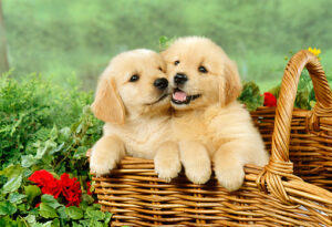 Two golden retrievers playfully bounding through a sunlit field, their golden fur shining in the light.