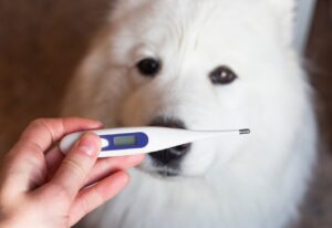 A digital thermometer being used to measure a dog's temperature, showing the importance of monitoring a pet's health.