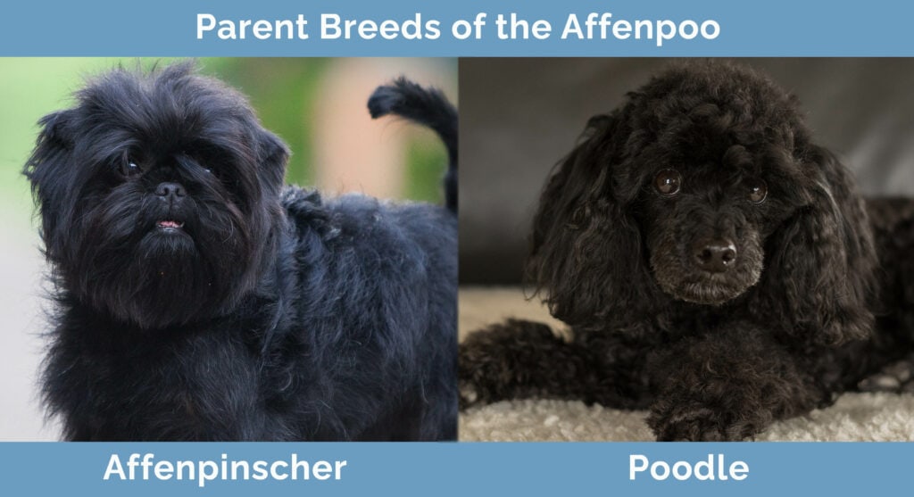 The parent breeds of the affenpoo - affenpinscher and poodle