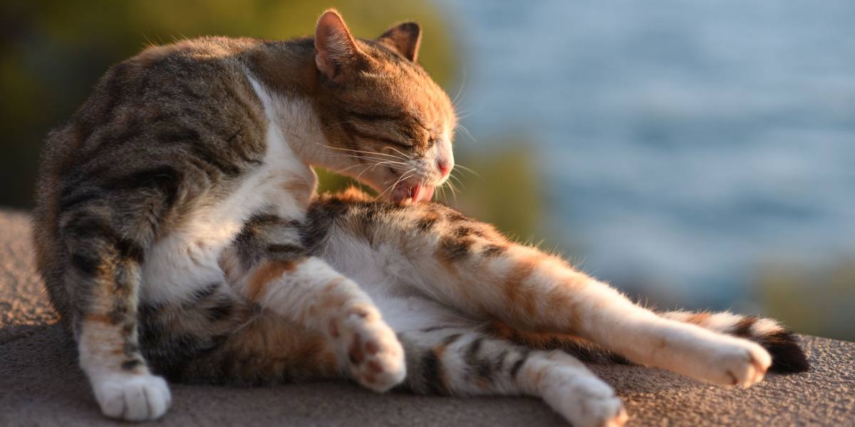 Why Cat Licks