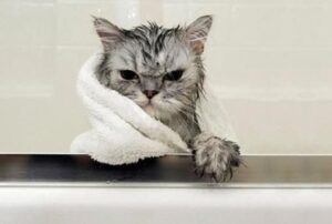 A cat recoils at the sight of water, expressing its dislike for getting wet.