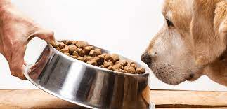 Kibble: A bowl filled with dry pet food, surrounded by scattered pieces on a kitchen floor.