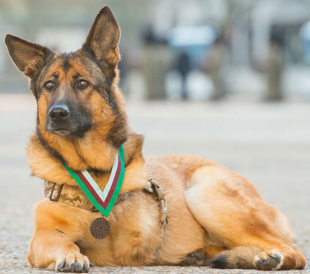 A brave military dog named Lucca, standing proudly with her handler. Lucca wears a harness and exudes confidence, embodying courage and dedication.