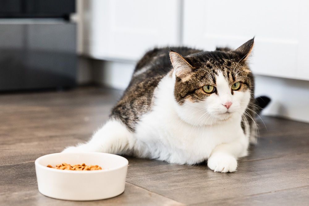 Variety of alternative cat food options including meats, fish, dairy, vegetables, and fruits for feline nutrition.