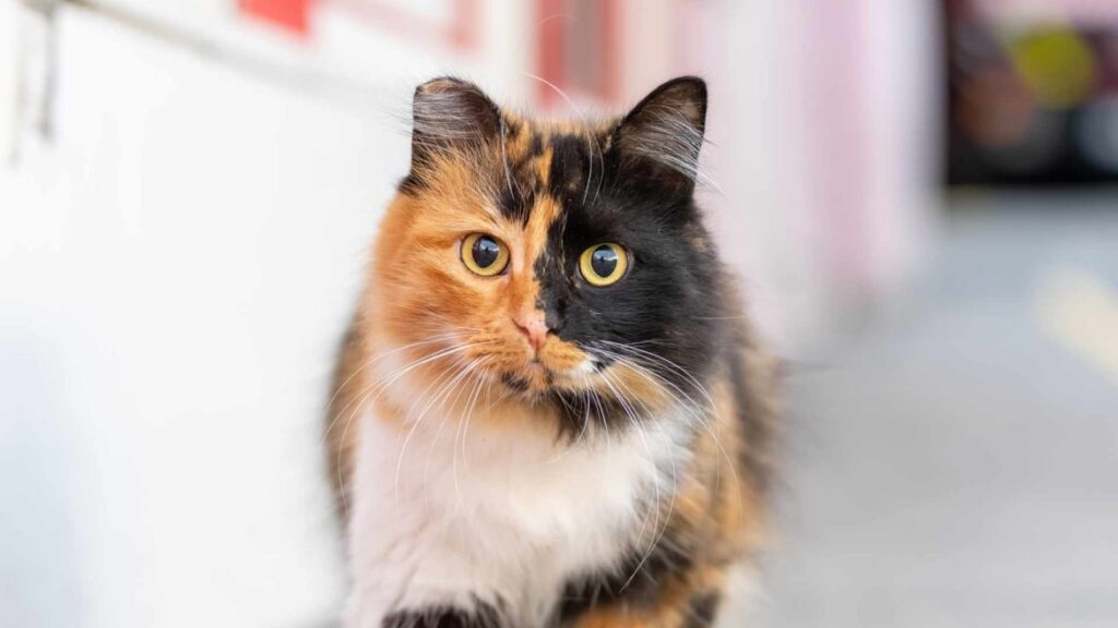 A close-up image of a calico cat, showcasing its vibrant patchwork coat of orange, black, and white fur. The cat lounges gracefully, its mesmerizing gaze capturing the viewer's attention.