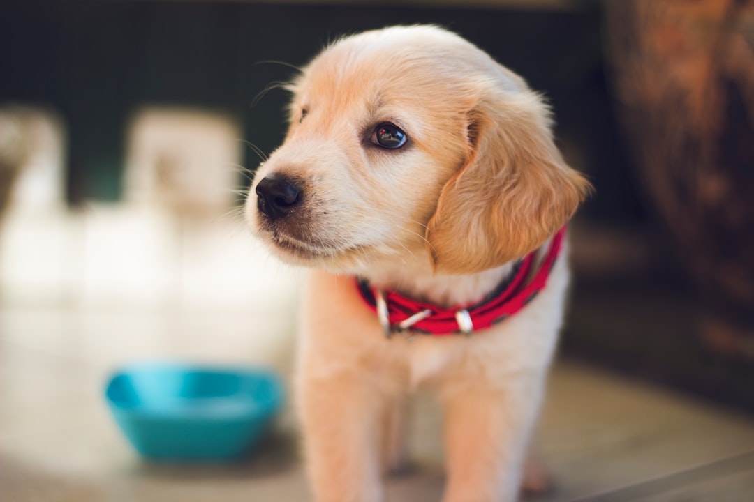 Photo Dog and human probiotics