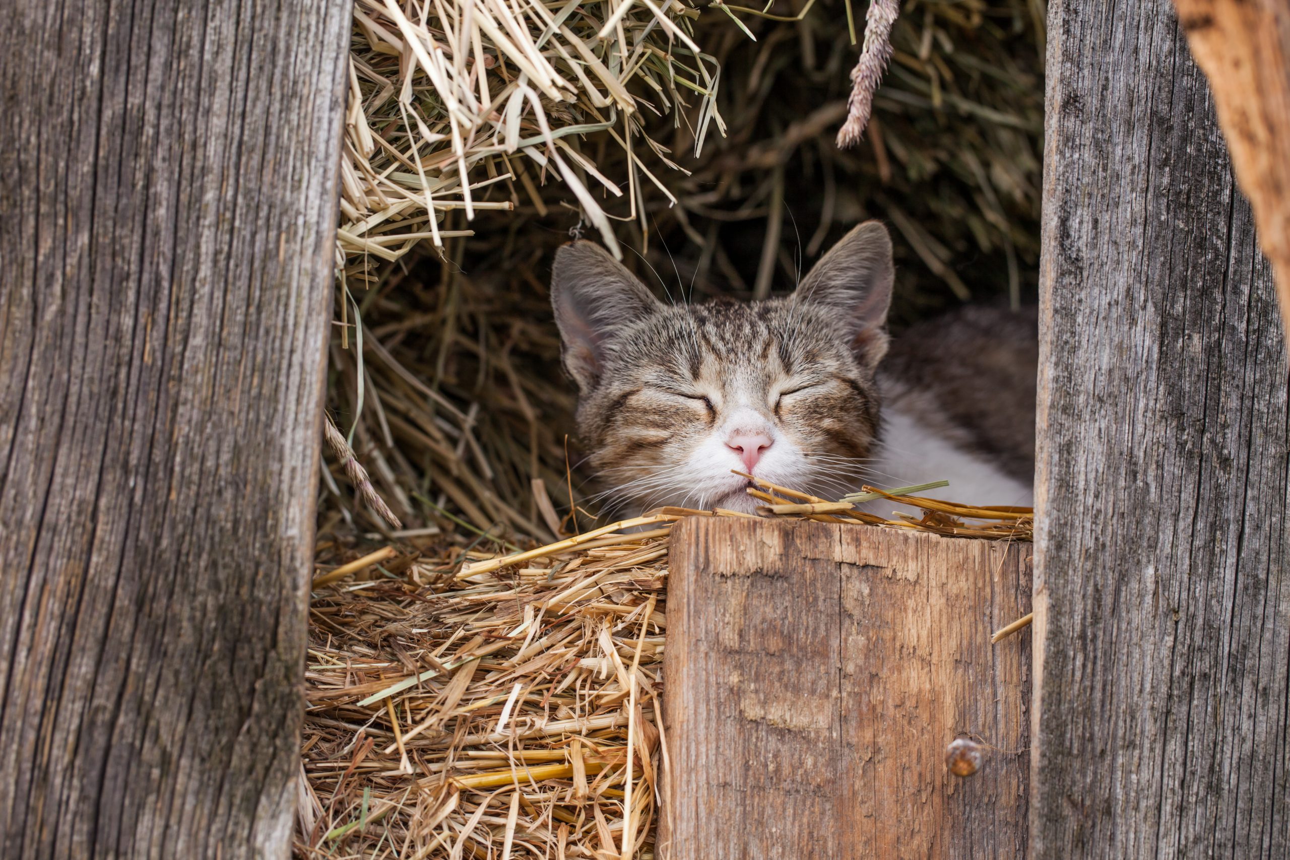Outdoor Cat Sleeping Spots: cozy and shaded areas where outdoor cats rest peacefully.