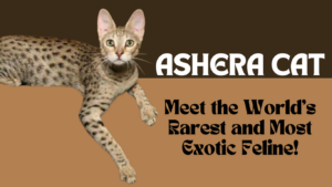 Ashera Cat