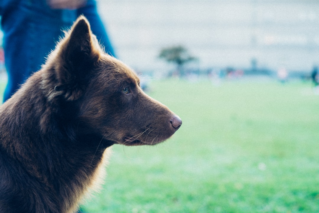 Photo Swollen muzzle