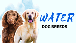 Water Dog Breeds