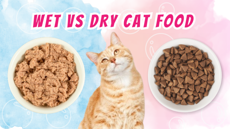 Comparison of wet vs dry cat food, showing a bowl of moist, meaty wet food on one side and a dish of crunchy, dry kibble on the other.