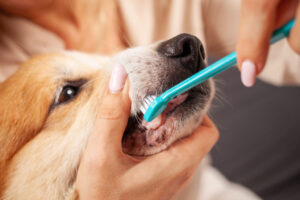 Illustration of a smiling tooth with a toothbrush and toothpaste, symbolizing dental care and oral hygiene. Pet Dental Care