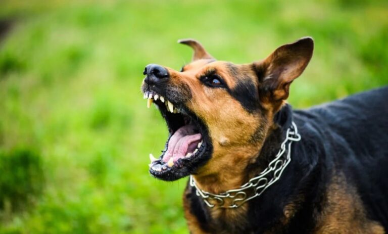 Dog Aggressive: A dog showing signs of aggression, baring teeth and growling with a tense posture.